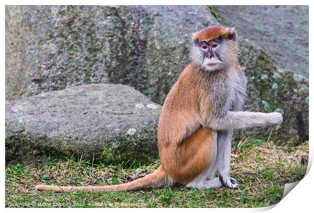 Patas Monkey (Erythrocebus patas) Print by Lubos Chlubny