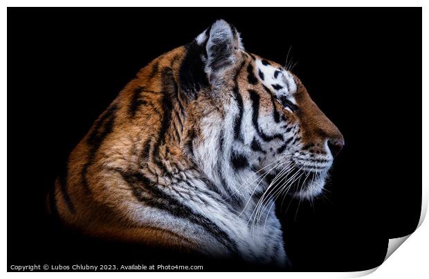 Front view of Siberian tiger isolated on black background. Portr Print by Lubos Chlubny