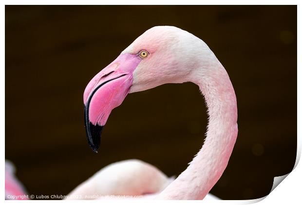 Greater flamingo, Phoenicopterus roseus. Close up detail of pink flamingo. Print by Lubos Chlubny
