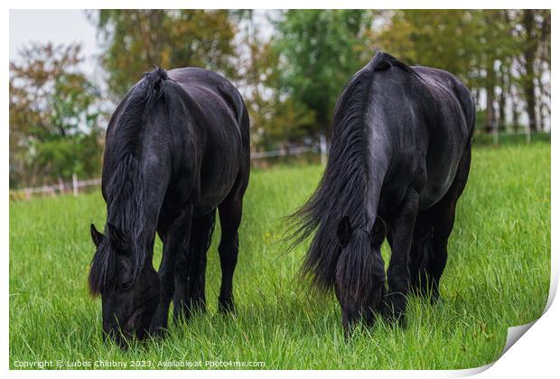 Friesian horse grazing in the meadow Print by Lubos Chlubny