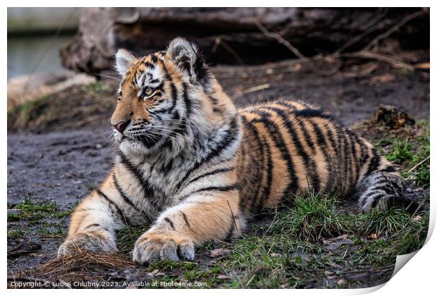 Cute siberian tiger cub, Panthera tigris altaica Print by Lubos Chlubny