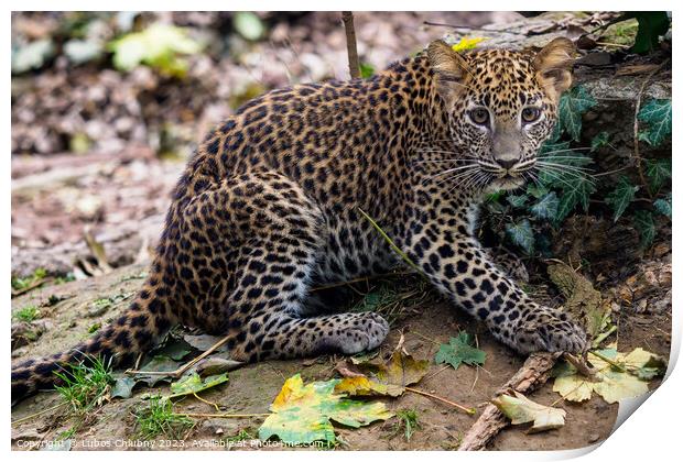 Sri Lankan leopard cub, Panthera pardus kotiya Print by Lubos Chlubny