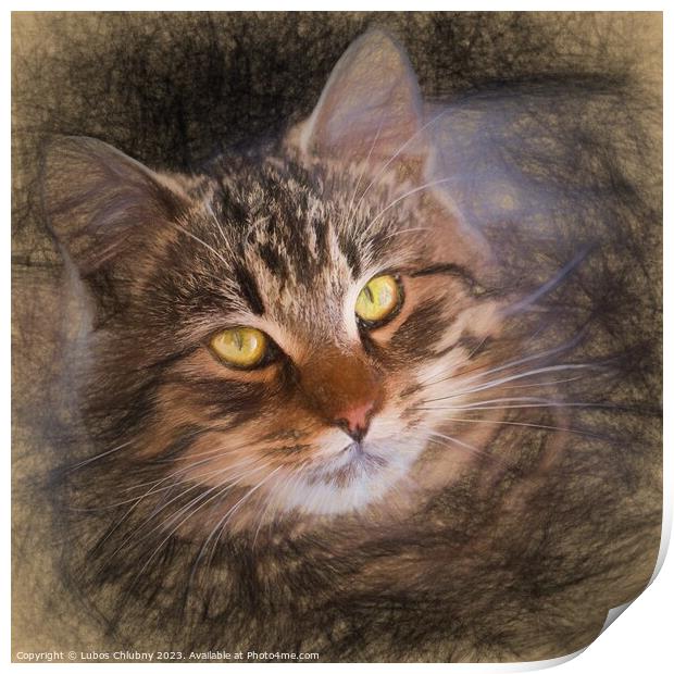 Pencil sketch with the image of a tabby cat Print by Lubos Chlubny
