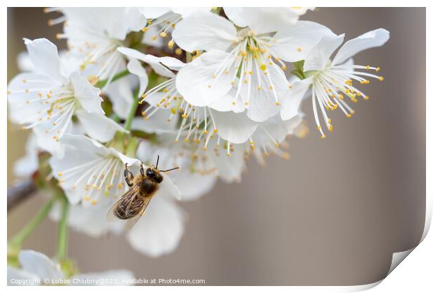 Bee on a cherry blossoms. Spring floral background. Cherry flowers blossoming in the springtime. Print by Lubos Chlubny