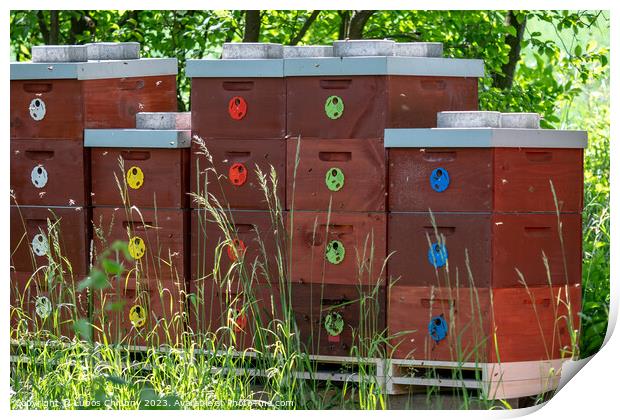 Wooden bee hives. Bee hives in nature. Beekeeping concept. Print by Lubos Chlubny