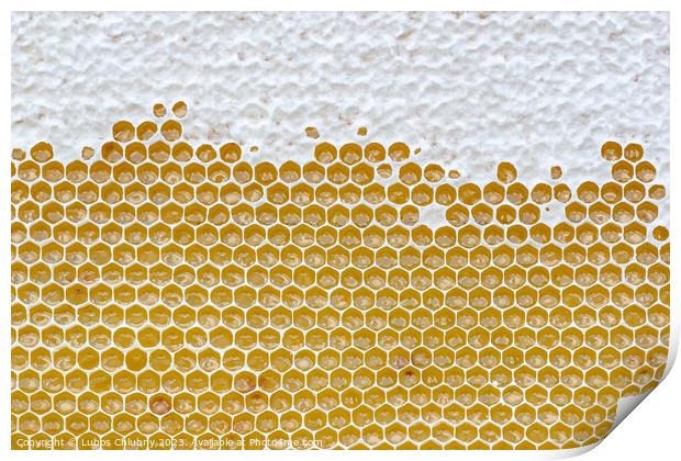 Honeycomb full of honey. Beekeeping concept Print by Lubos Chlubny