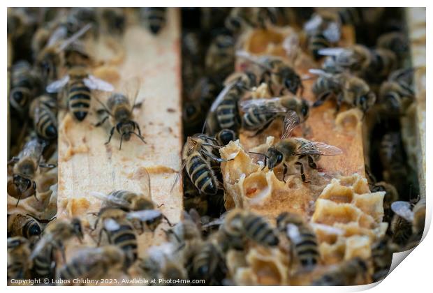 Close up view of the open hive showing the frames populated by honey bees.Bees in honeycomb. Print by Lubos Chlubny