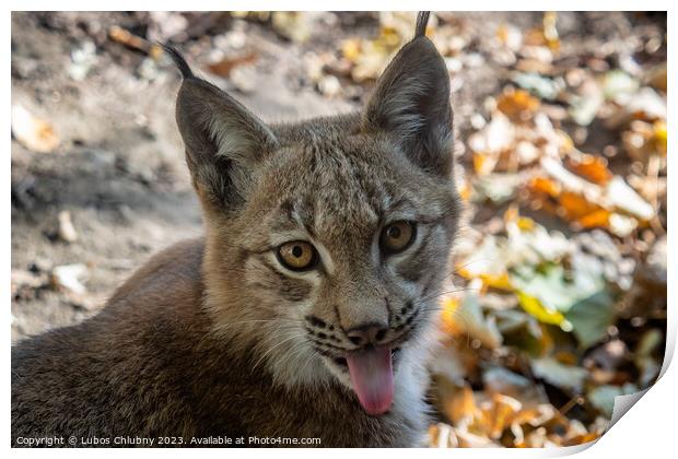 Eurasian Lynx and autumn leaves in background (scientific name Lynx lynx) Print by Lubos Chlubny