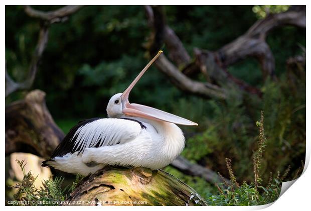 Australian Pelican - Pelecanus Conspicillatus with open beak Print by Lubos Chlubny