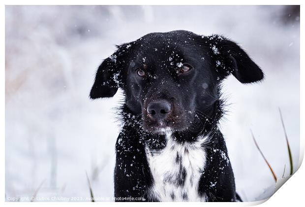 Black dog with white breastplate in winter and falling snowflake Print by Lubos Chlubny