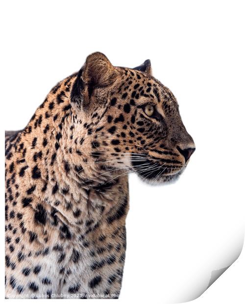 Persian leopard (Panthera pardus saxicolor) isolated on white ba Print by Lubos Chlubny