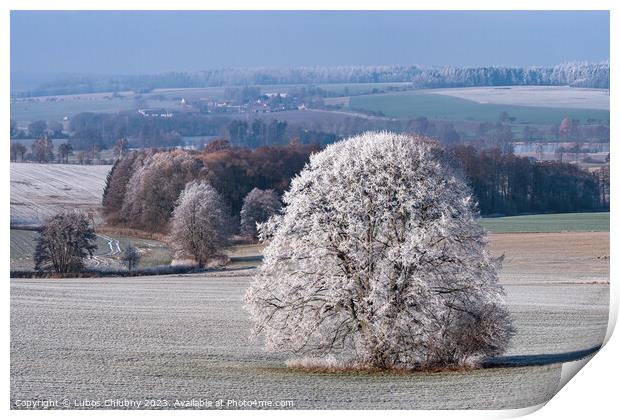 Winter landscape with frozen trees in field and blue sky Print by Lubos Chlubny