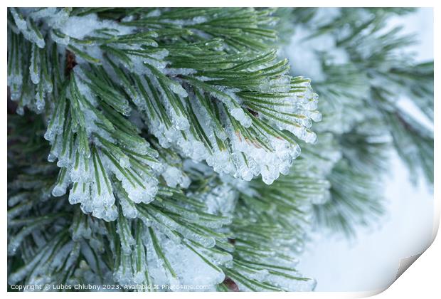 Green pine needles covered with ice Print by Lubos Chlubny