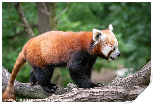 Red panda (Ailurus fulgens) on the tree. Cute panda bear in forest habitat. Print by Lubos Chlubny