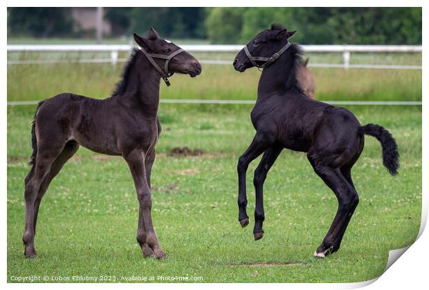 Foals are playing in the pasture Print by Lubos Chlubny