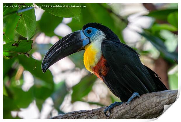Channel-billed Toucan (Ramphastos vitellinus) stands on the tree Print by Lubos Chlubny