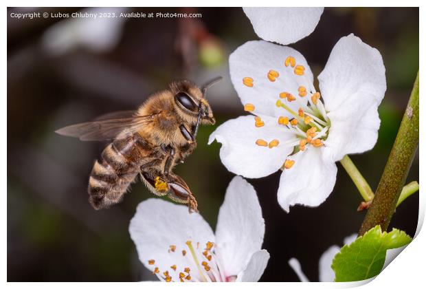 Flying bee collects pollen on the flowers of a tree Print by Lubos Chlubny
