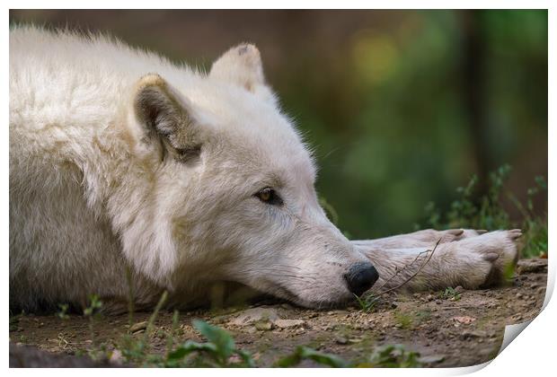 Arctic wolf enjoying the morning sun (Canis lupus arctos) Print by Irena Chlubna