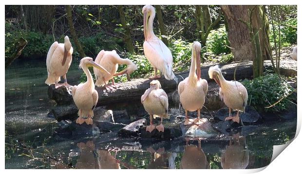 Group of white pelicans resting on the edge of the lake Print by Irena Chlubna