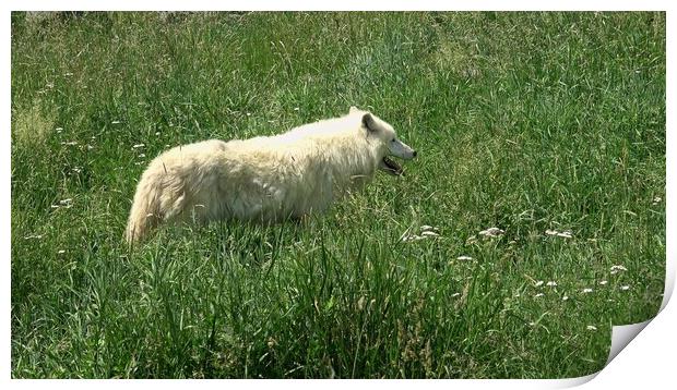 Arctic Wolf (Canis lupus arctos) Print by Irena Chlubna