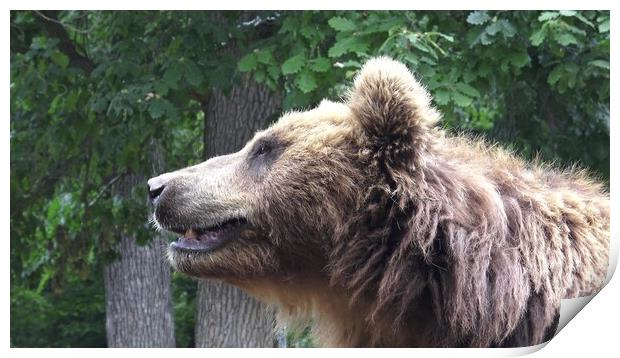 Kamchatka brown bear (Ursus arctos beringianus) Print by Irena Chlubna