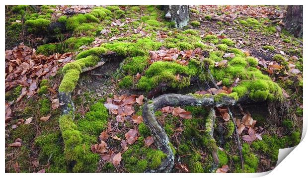Tree roots with ground covered with moss in forest Print by Irena Chlubna