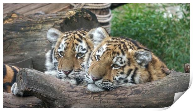 Siberian tiger, Panthera tigris altaica.Two tiger cubs Print by Irena Chlubna