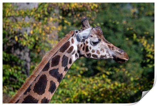 Close-up of giraffe head against trees Print by Irena Chlubna