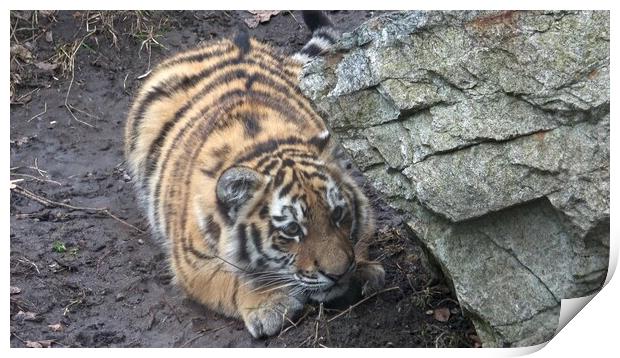 Siberian tiger, Panthera tigris altaica. Tiger cubs Print by Irena Chlubna