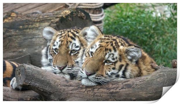 Siberian tiger, Panthera tigris altaica.Two tiger cubs Print by Irena Chlubna