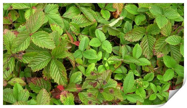 Medicinal herb. Fragaria moschata, outdoor plants Print by Irena Chlubna