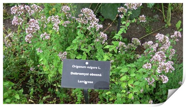 Botanical collection of medicinal and edible plants, blossom of aromatic oregano or origanum vulgare kitchen herb Print by Irena Chlubna