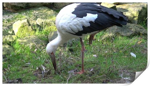 White stork (Ciconia Ciconia) looking for food in the grass Print by Irena Chlubna