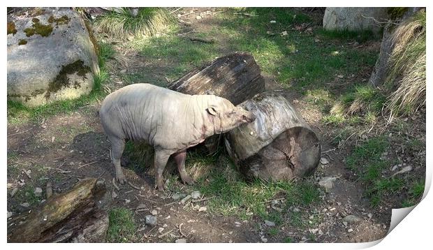 North Sulawesi Babirusa (Babyrousa celebensis). Pig with large canine teeth. Print by Irena Chlubna