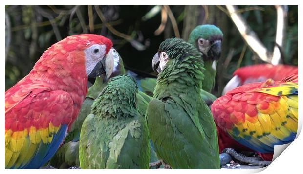 Group of Ara parrots, Red parrot Scarlet Macaw, Ara macao Print by Irena Chlubna