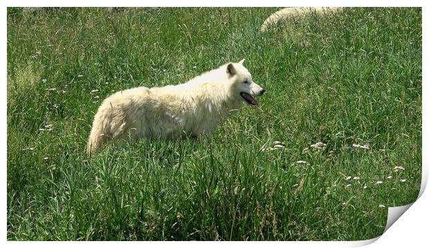 Arctic Wolf (Canis lupus arctos) Print by Irena Chlubna