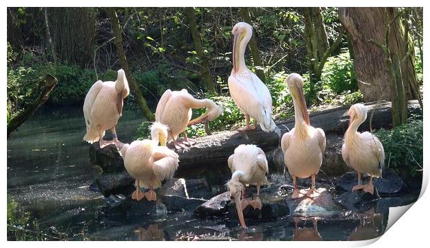 Group of white pelicans resting on the edge of the lake Print by Irena Chlubna