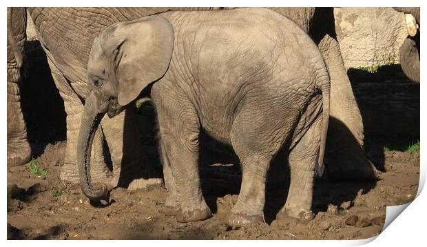 One african elephant cub (loxodonta africana) standing inbetween adults Print by Irena Chlubna