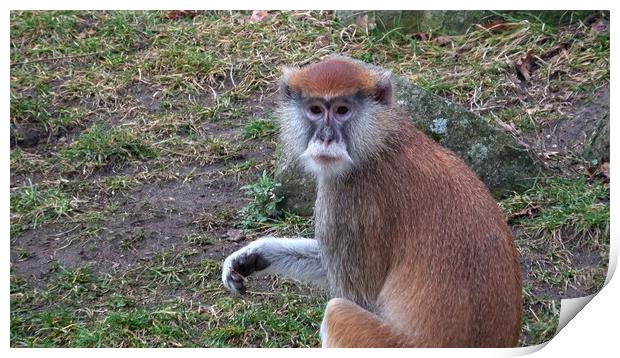 The patas monkey (Erythrocebus patas), also known as the wadi monkey or hussar monkey Print by Irena Chlubna