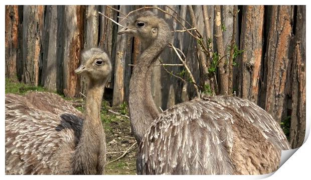 Two adults of Darwin's rhea (Rhea pennata), also known as the lesser rhea. Print by Irena Chlubna