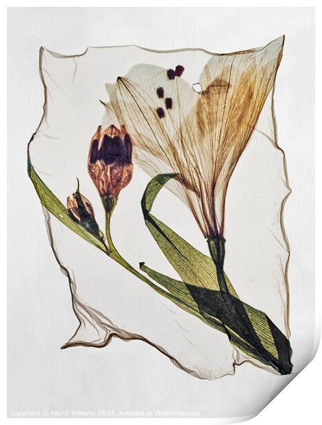Beautiful Polaroid Lift of a Pressed Wild Lilly Flower Print by Paul E Williams