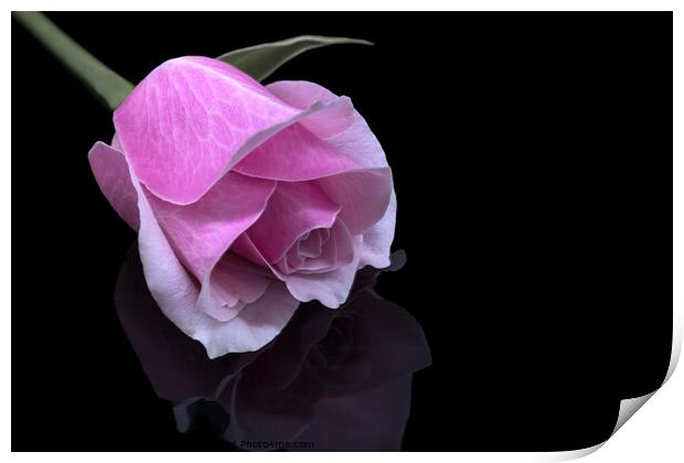 Rose with reflection Print by Jean Gilmour
