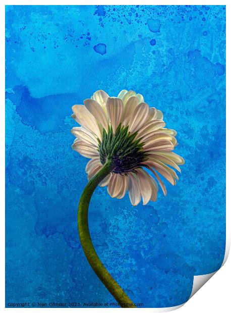 Gerbera on Blue Print by Jean Gilmour