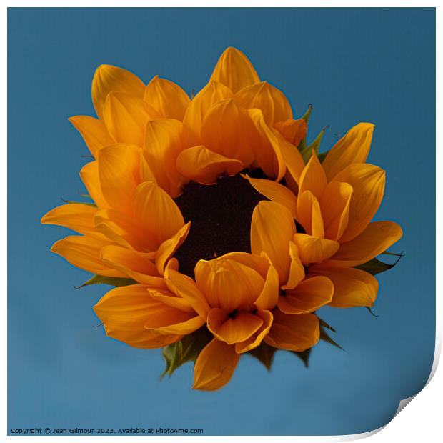 Sunflower Print by Jean Gilmour