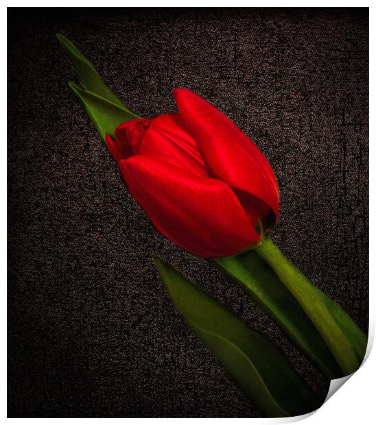 Red Tulip on Black Print by Jean Gilmour