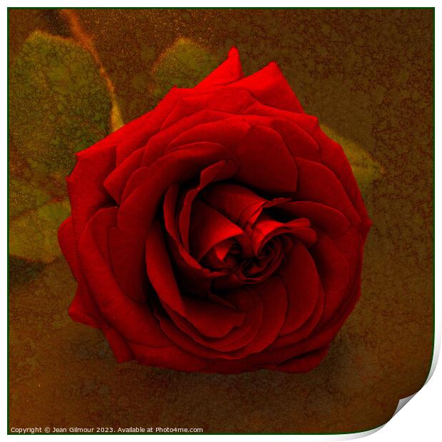 Red Rose on Gold Print by Jean Gilmour