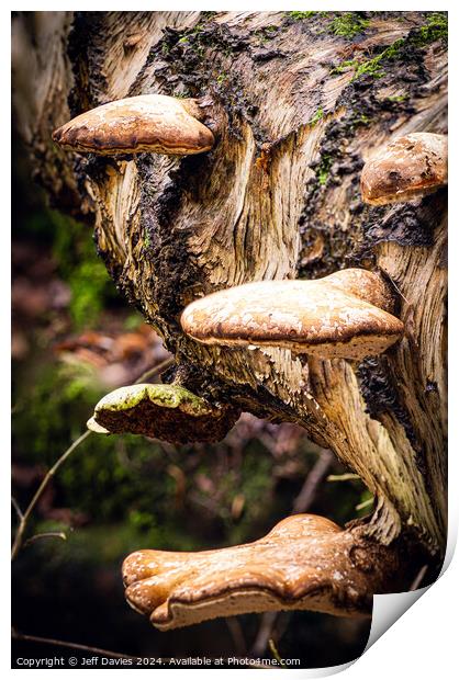 Woodland fungi Print by Jeff Davies