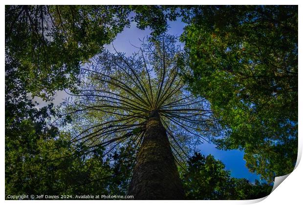 Above the canopy Print by Jeff Davies