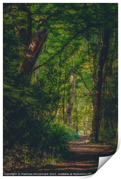Woodland Path Print by Matthew McCormack