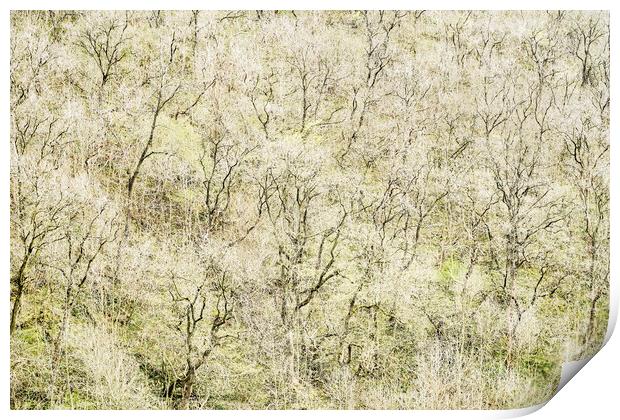 Wooded Hillside, Peak District Print by Kevin Howchin